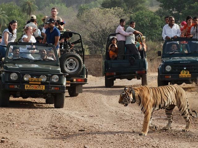 Ranthambore_Safari